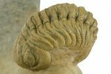 Morocops Trilobite With Gerastos - Ofaten, Morocco #381665-4